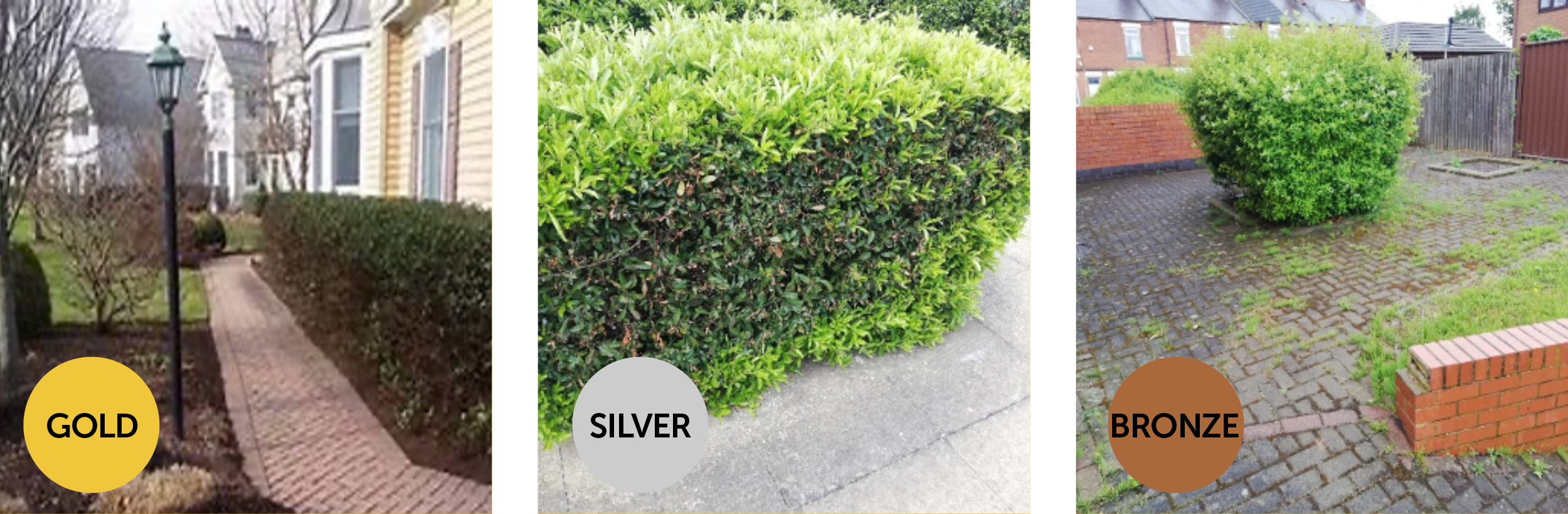 Pruning standards image guide