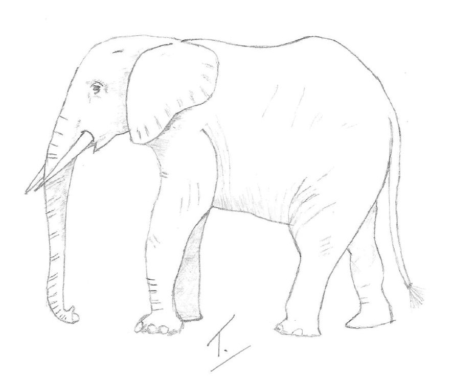 Drawing of an elephant by Trevor Burden