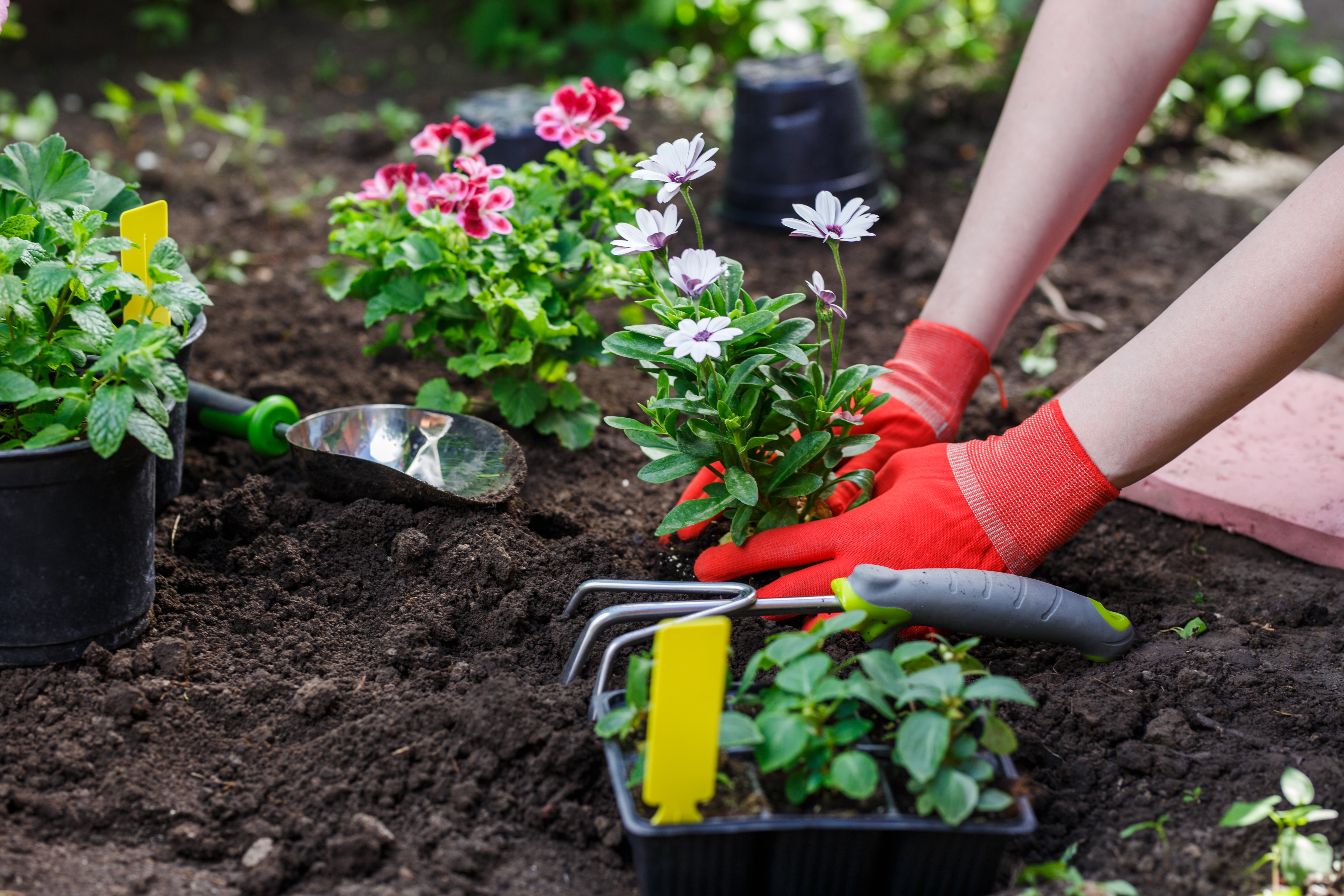 Hands planting flowers