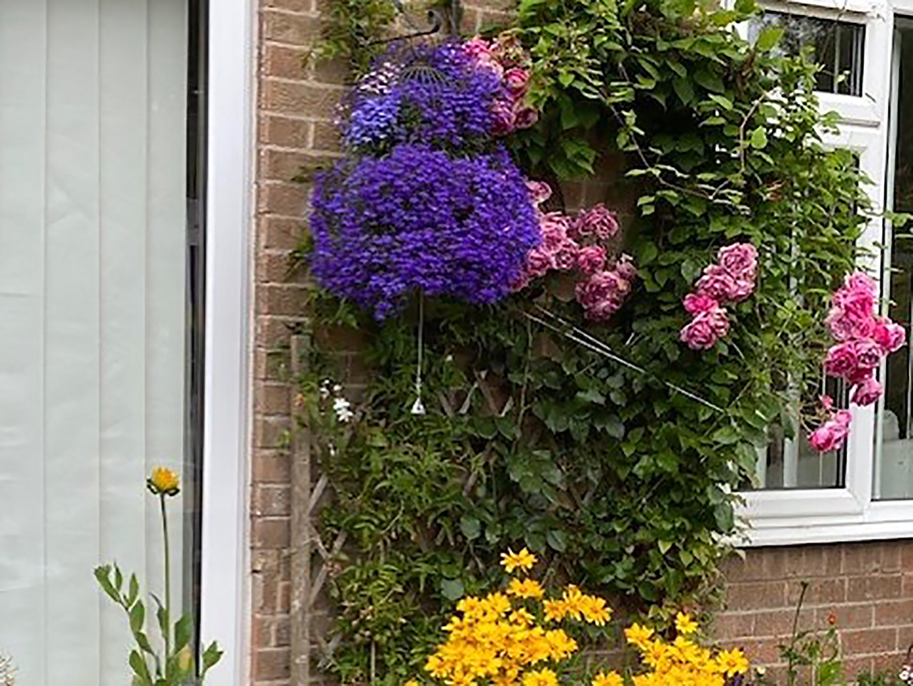 Pink, purple and yellow flowers