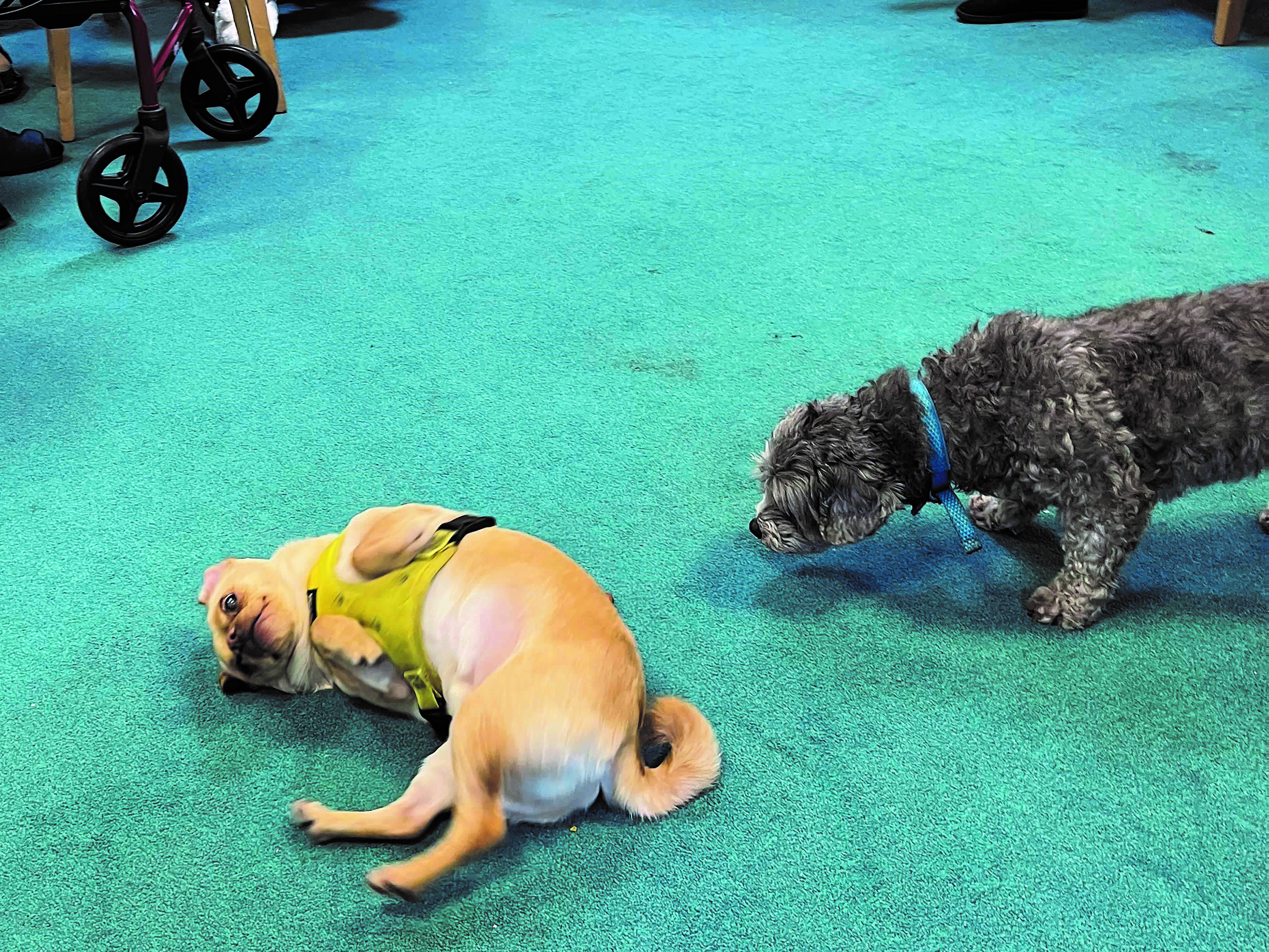 Two dogs on the carpet