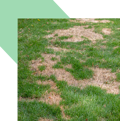 Fusarium