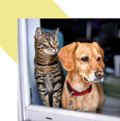 Damage from pets