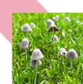 Toadstools